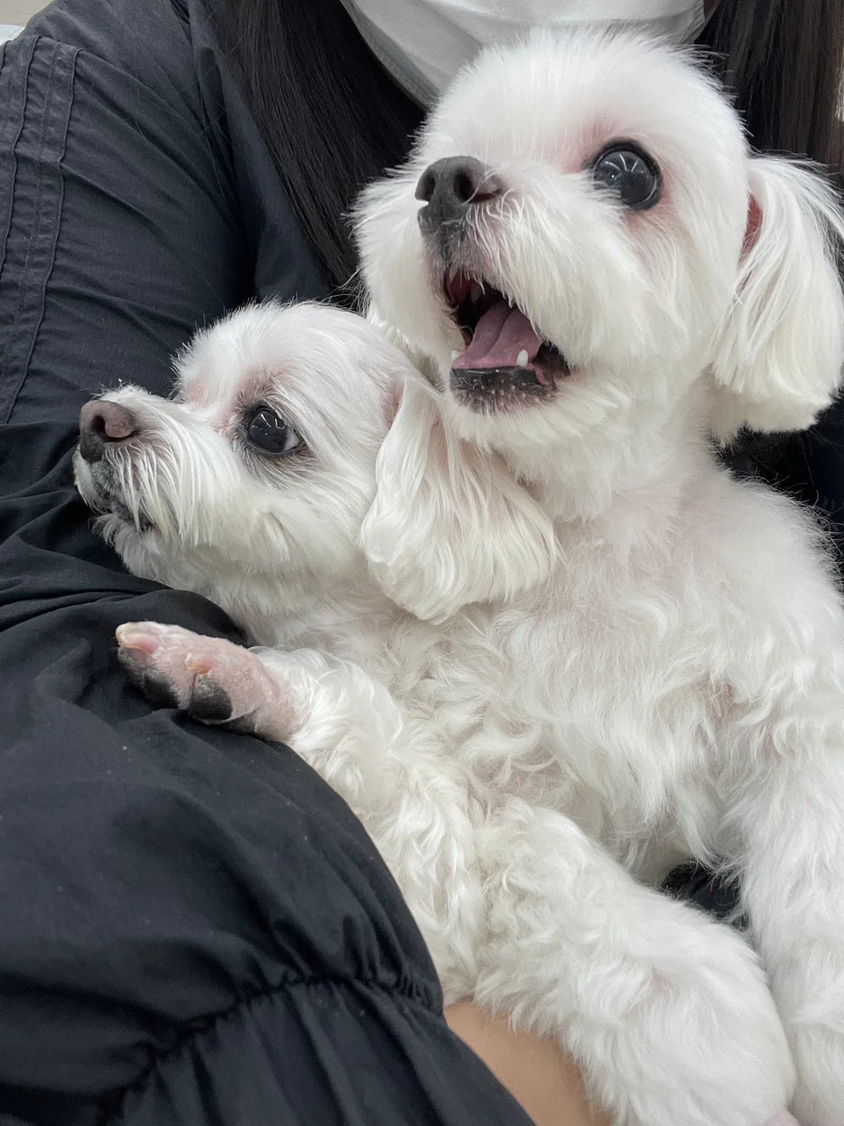 광화문동물병원 사진 2