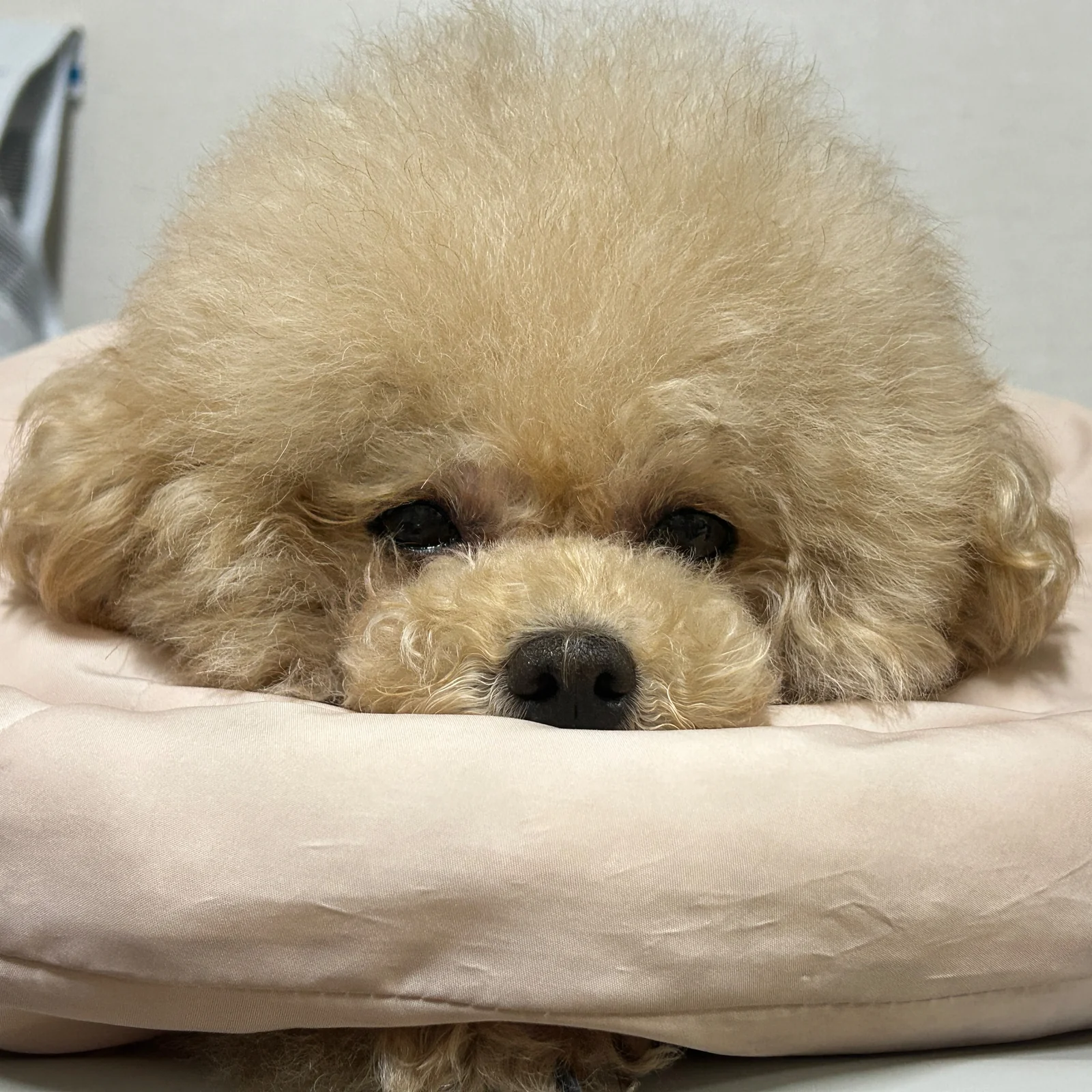 리뷰 사진 1