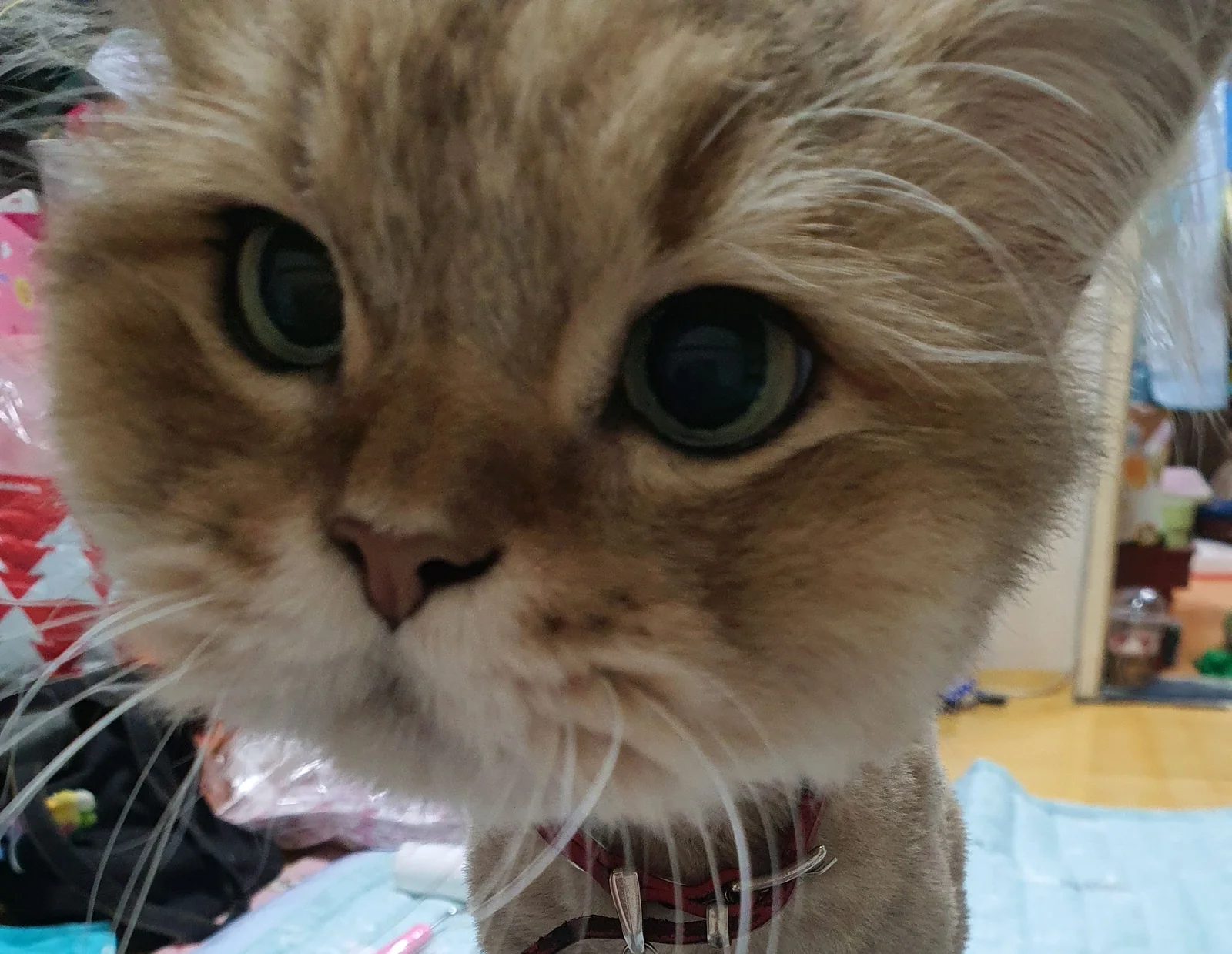 한빛동물병원 사진 2