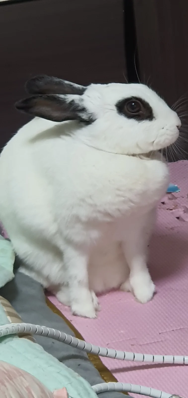 한양동물메디컬센터 사진 2