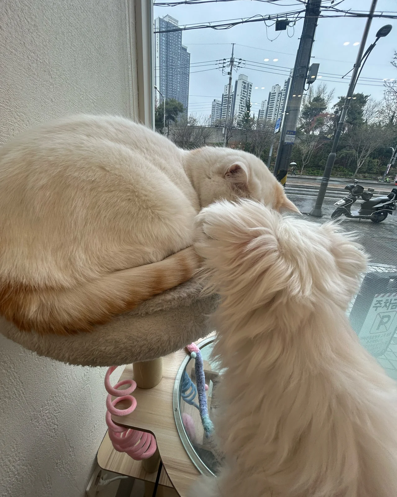 리뷰 사진 1