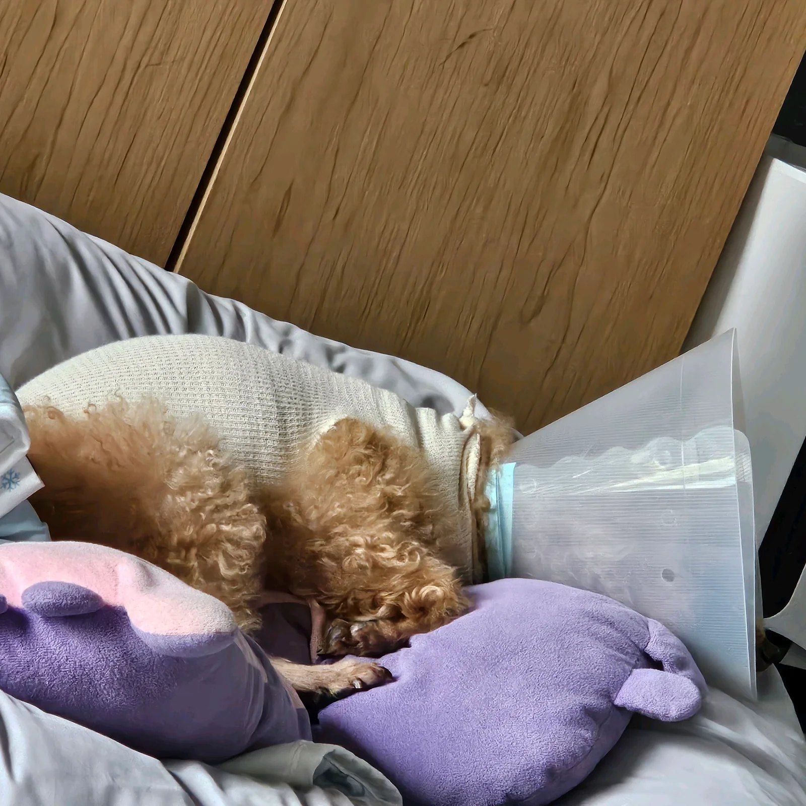 리뷰 사진 1