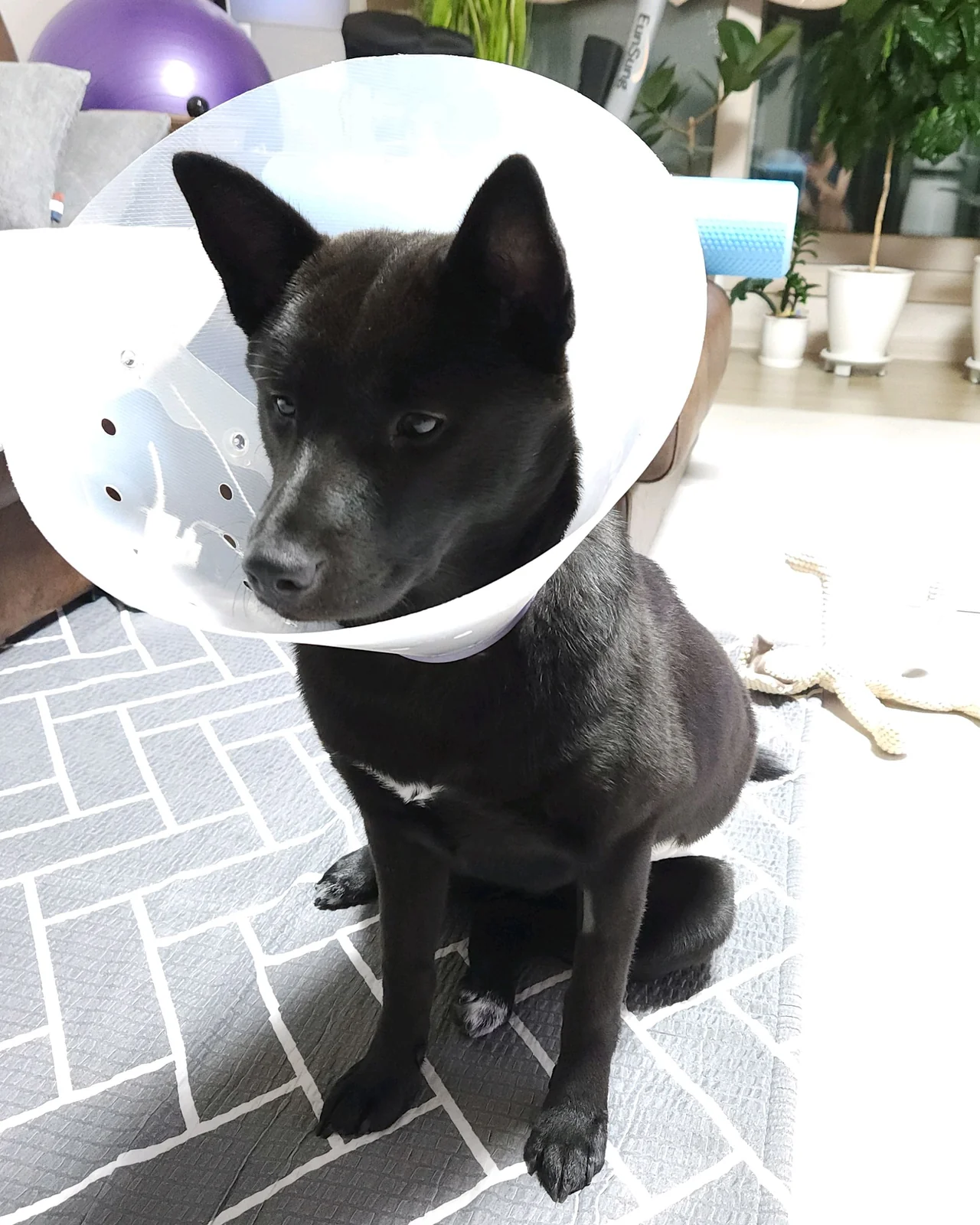 쓰담쓰담 동물병원 사진 2