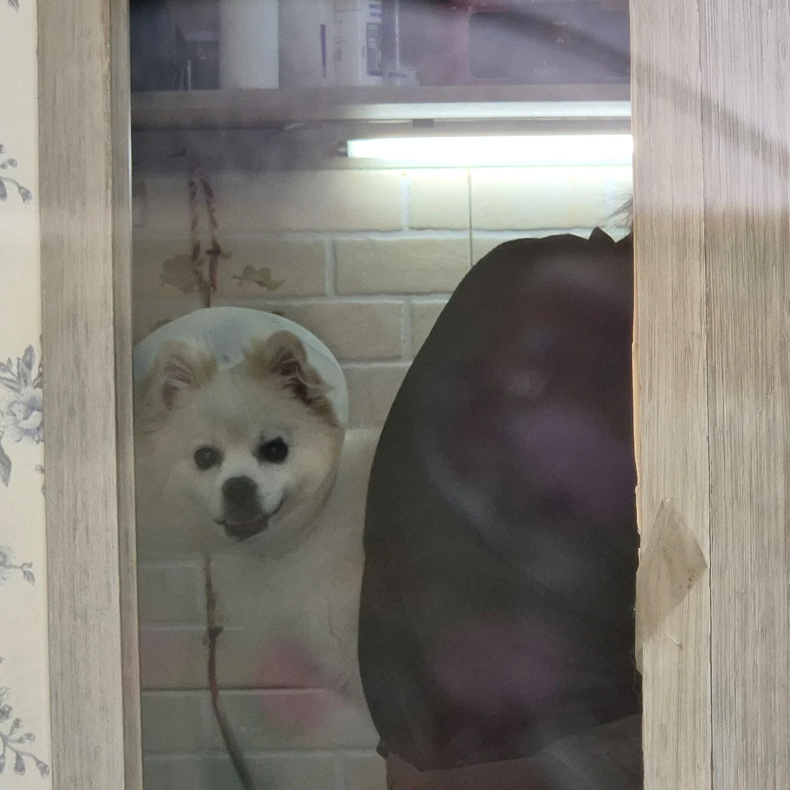 현대종합동물병원 사진 2