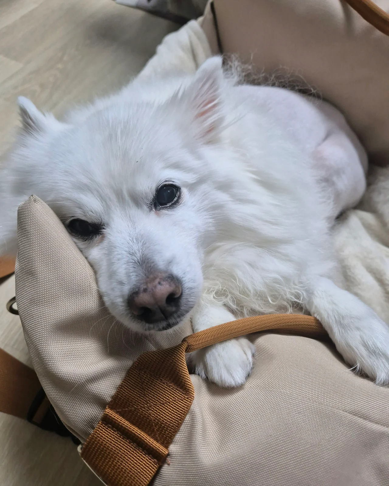 봉식동물병원 사진 2