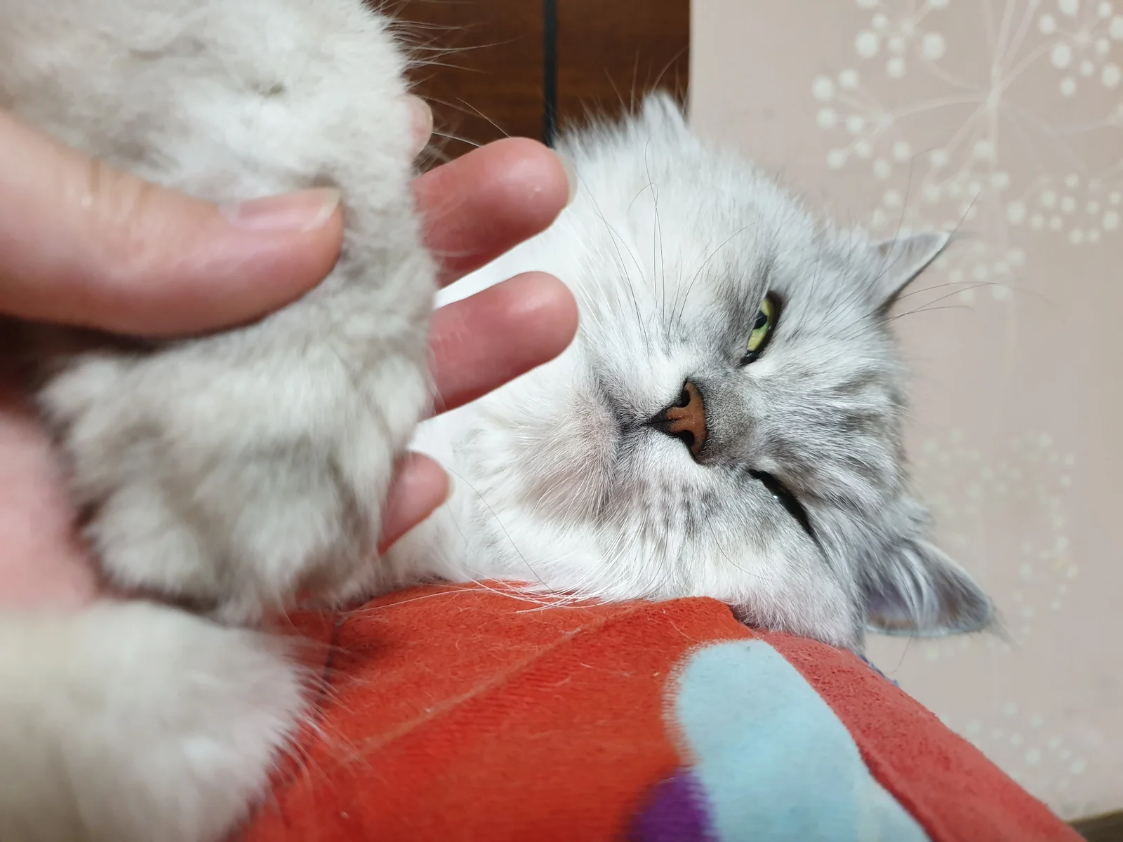 서울플러스종합동물병원 사진 2