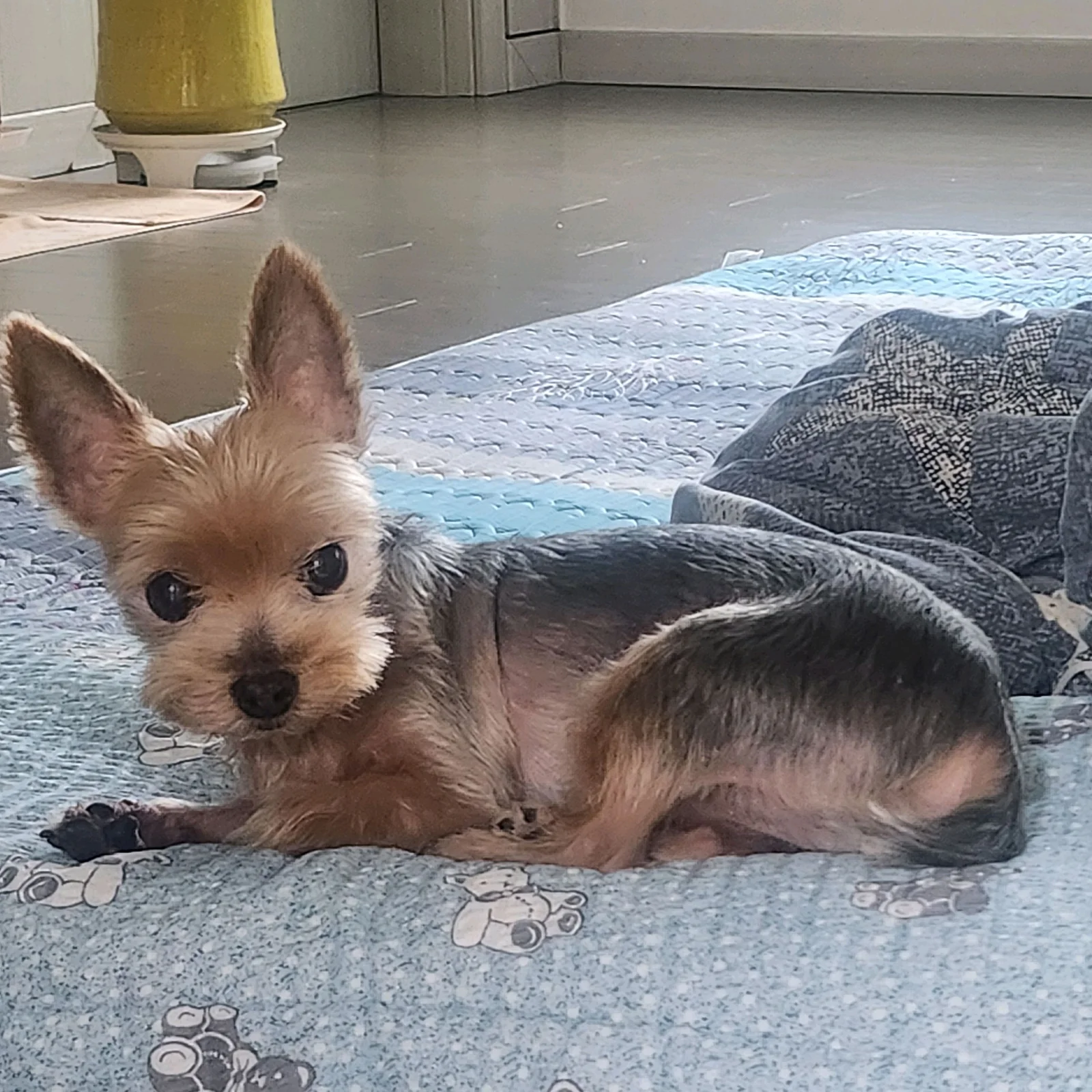 이수동물병원 사진 2