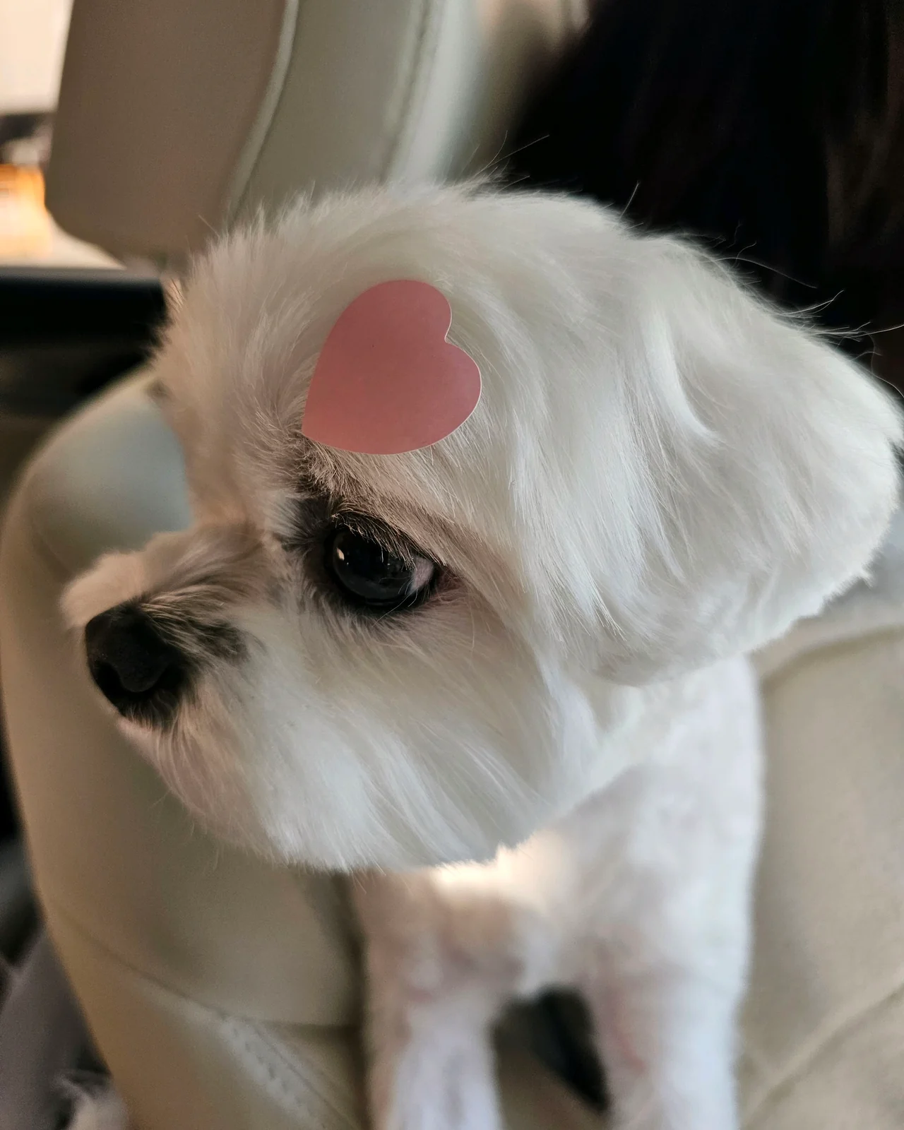 리뷰 사진 1