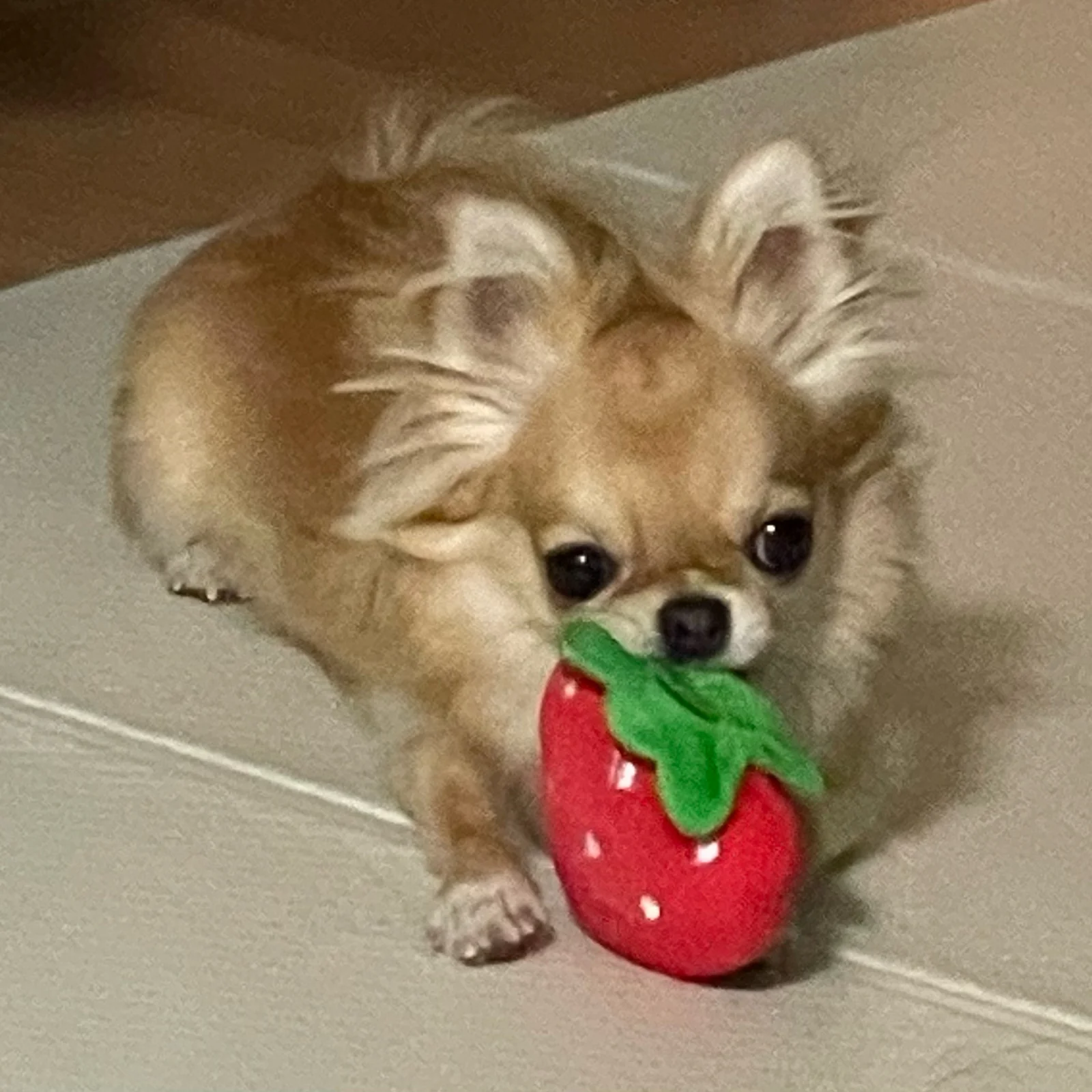 리뷰 사진 1