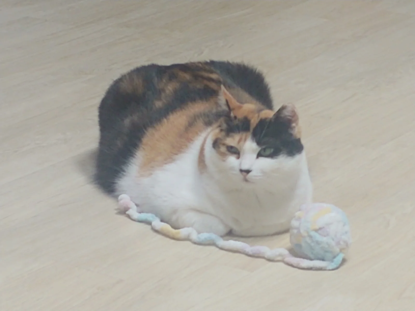 안중동물병원 사진 2