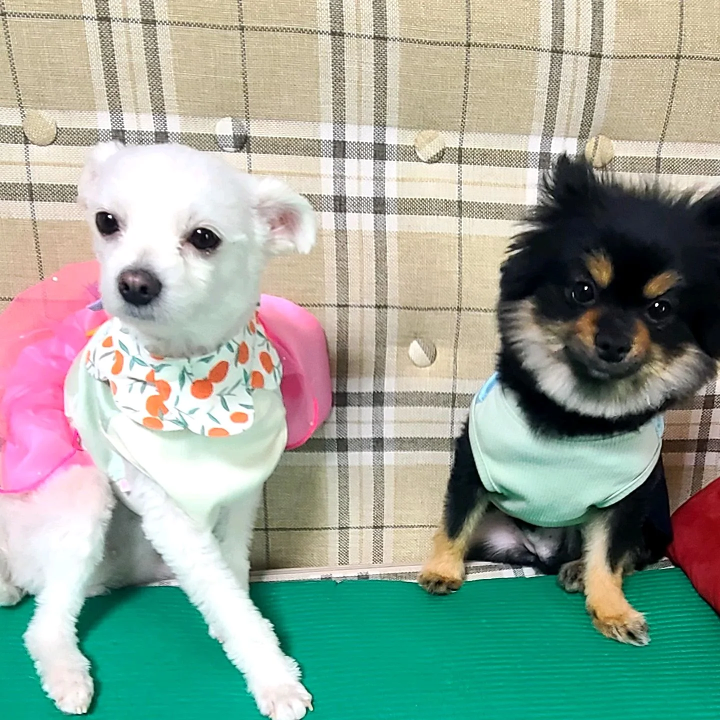 심재훈동물병원 사진 2