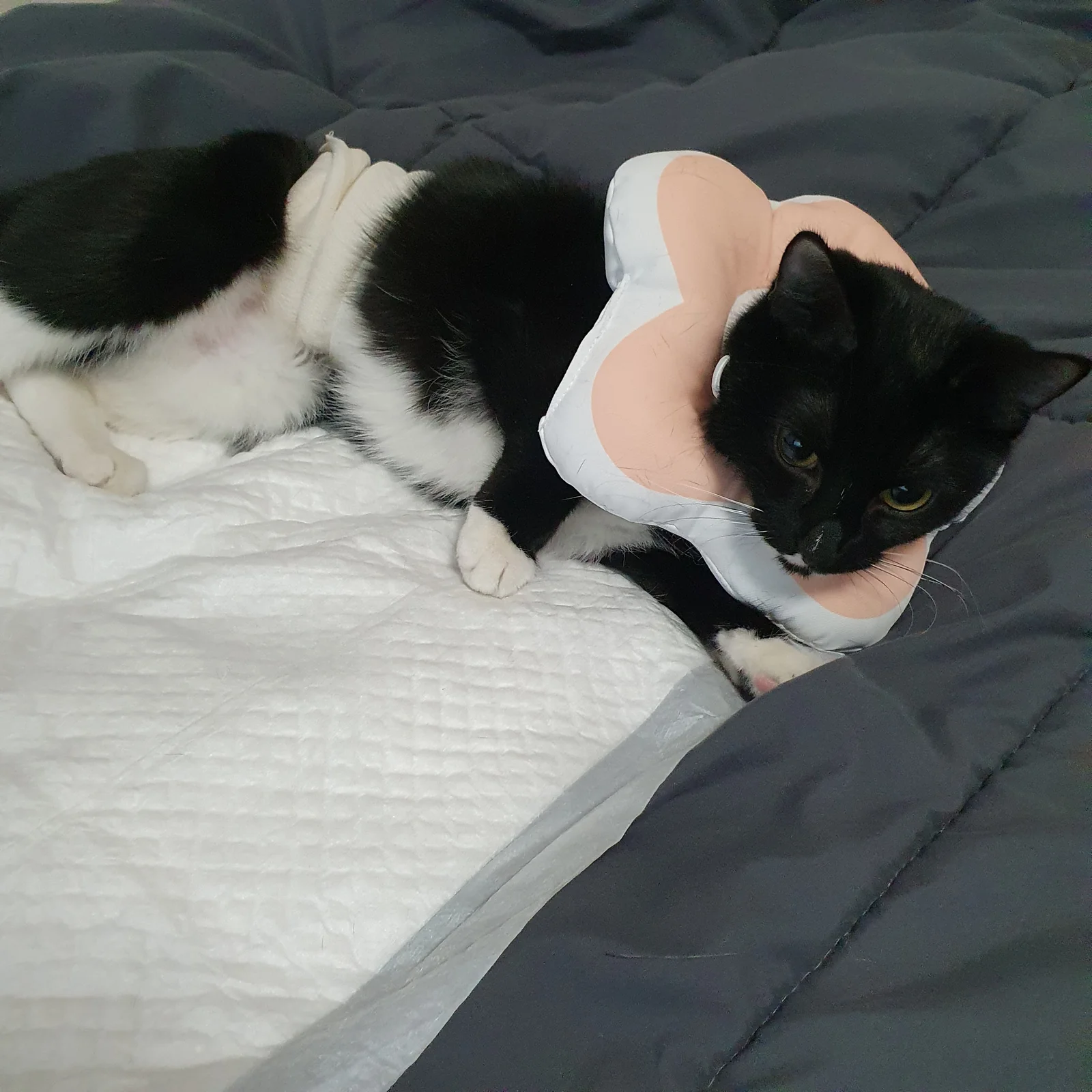 현화동물병원 사진 2