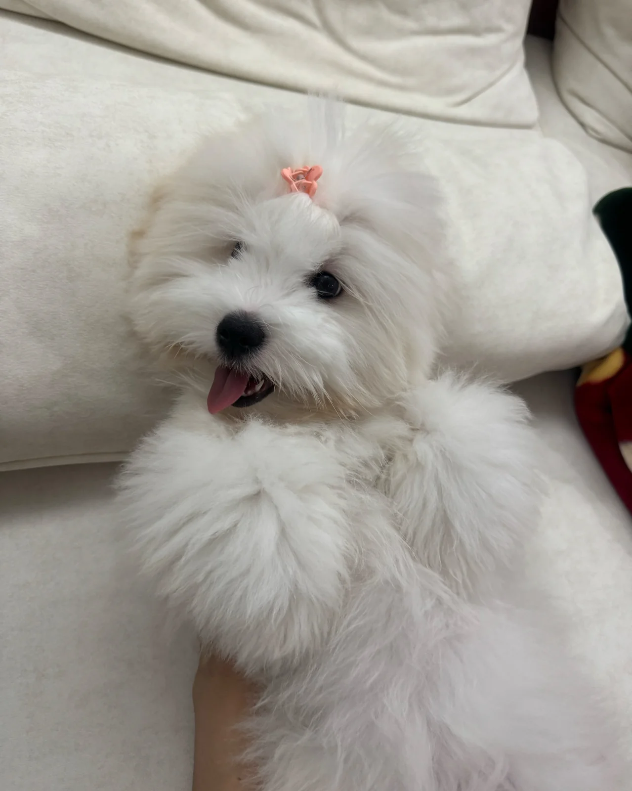 통일로 동물병원 사진 2