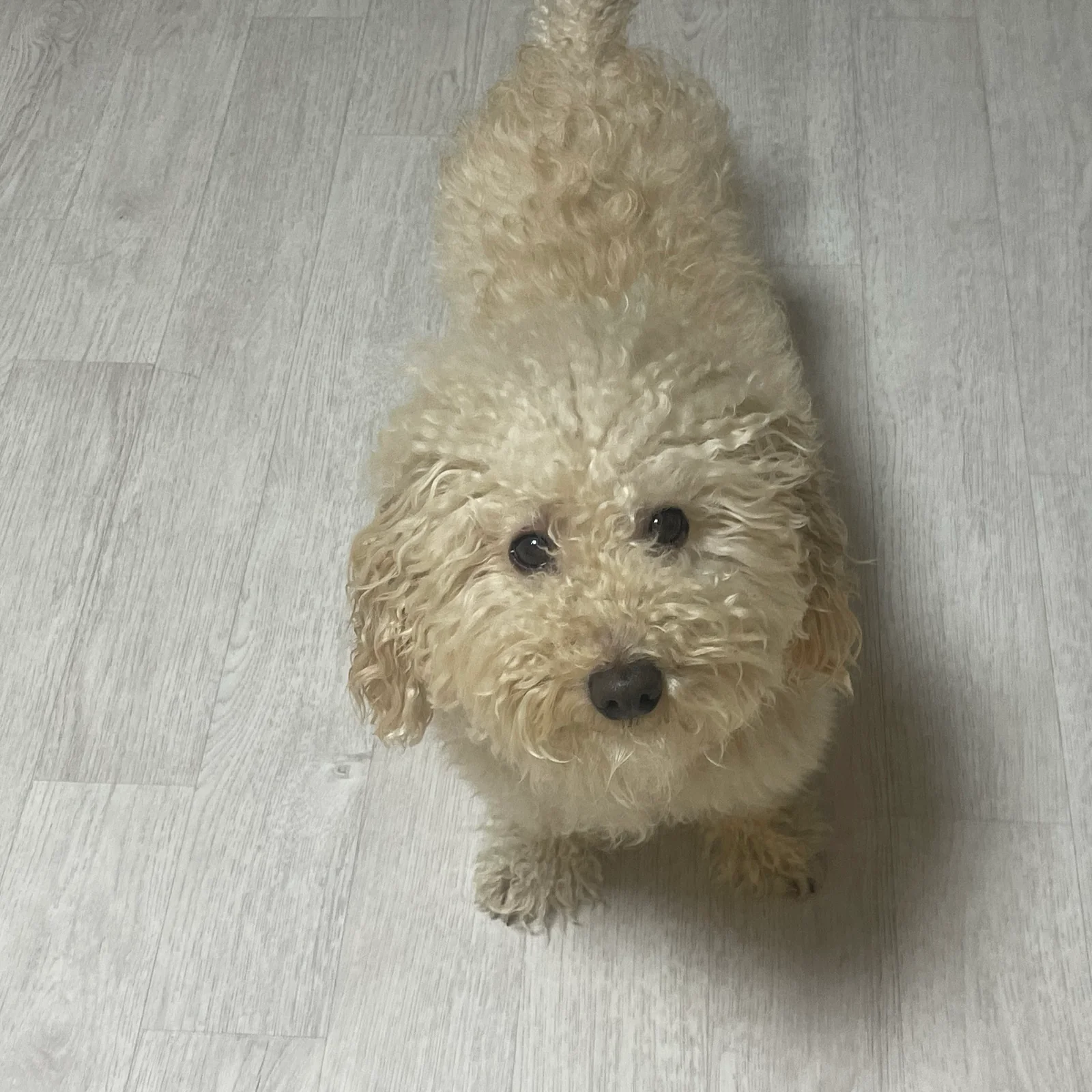 해맑은 동물병원 사진 2