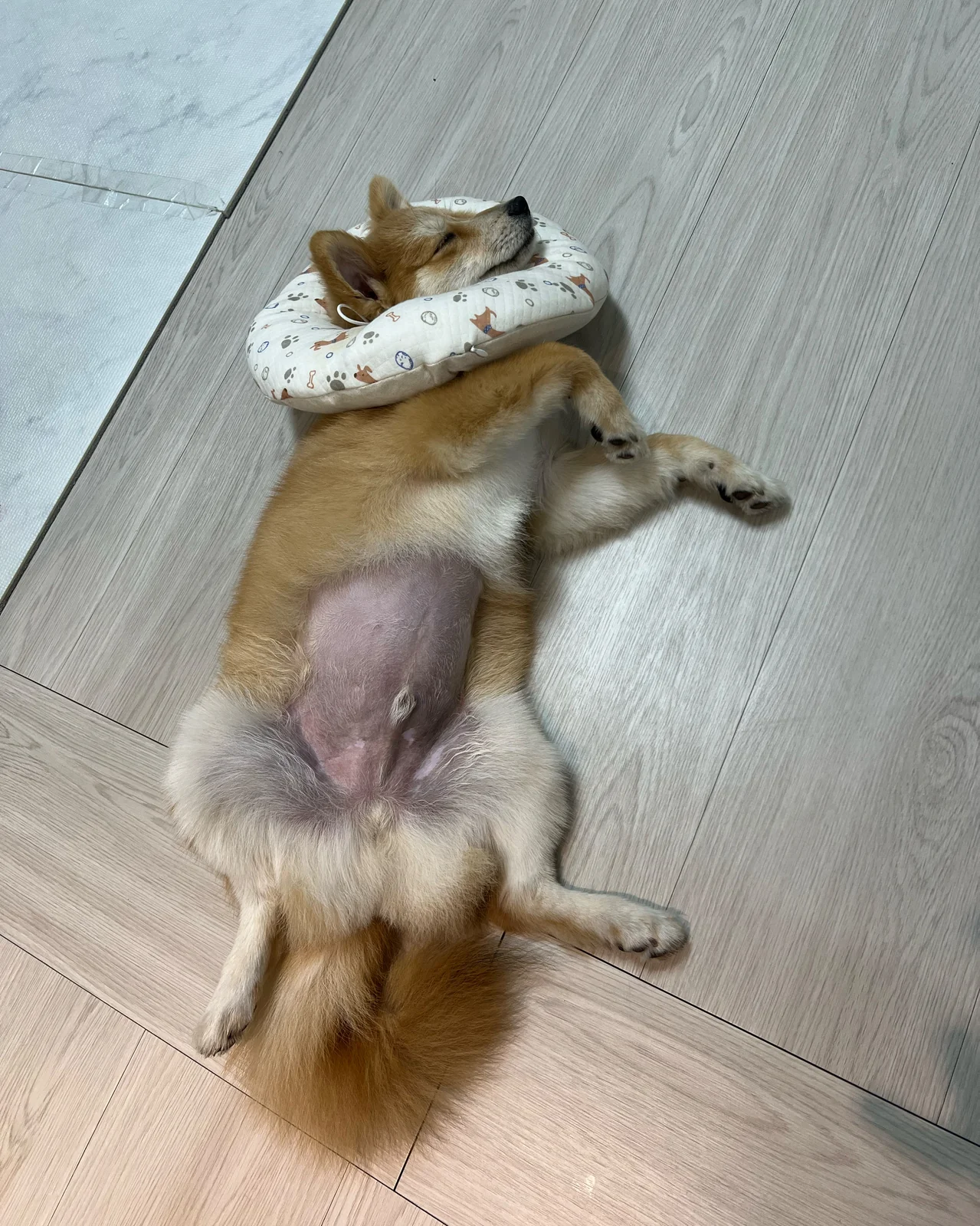 24시배곧스마트동물의료센터 사진 2