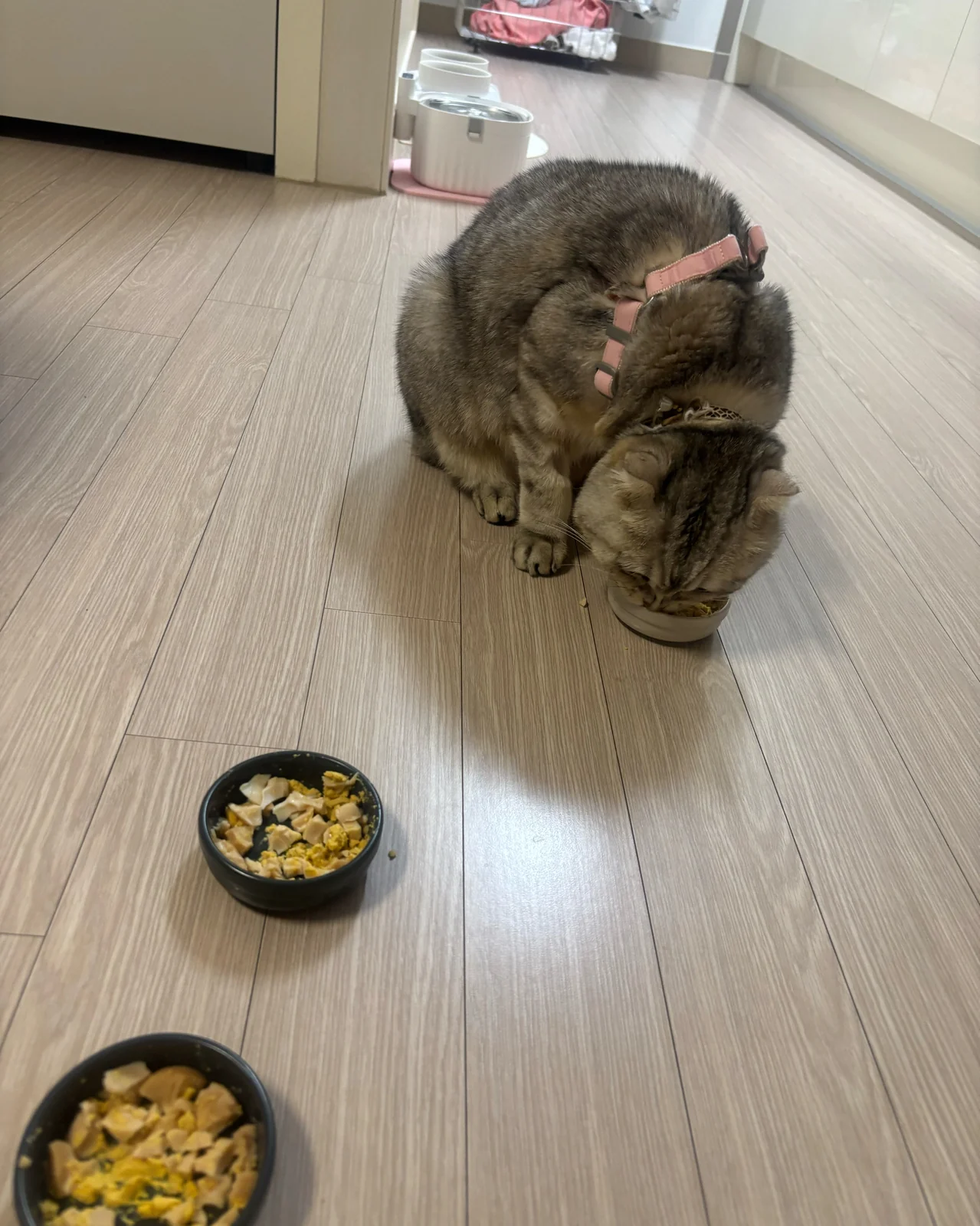 온아동물의료센터 사진 2