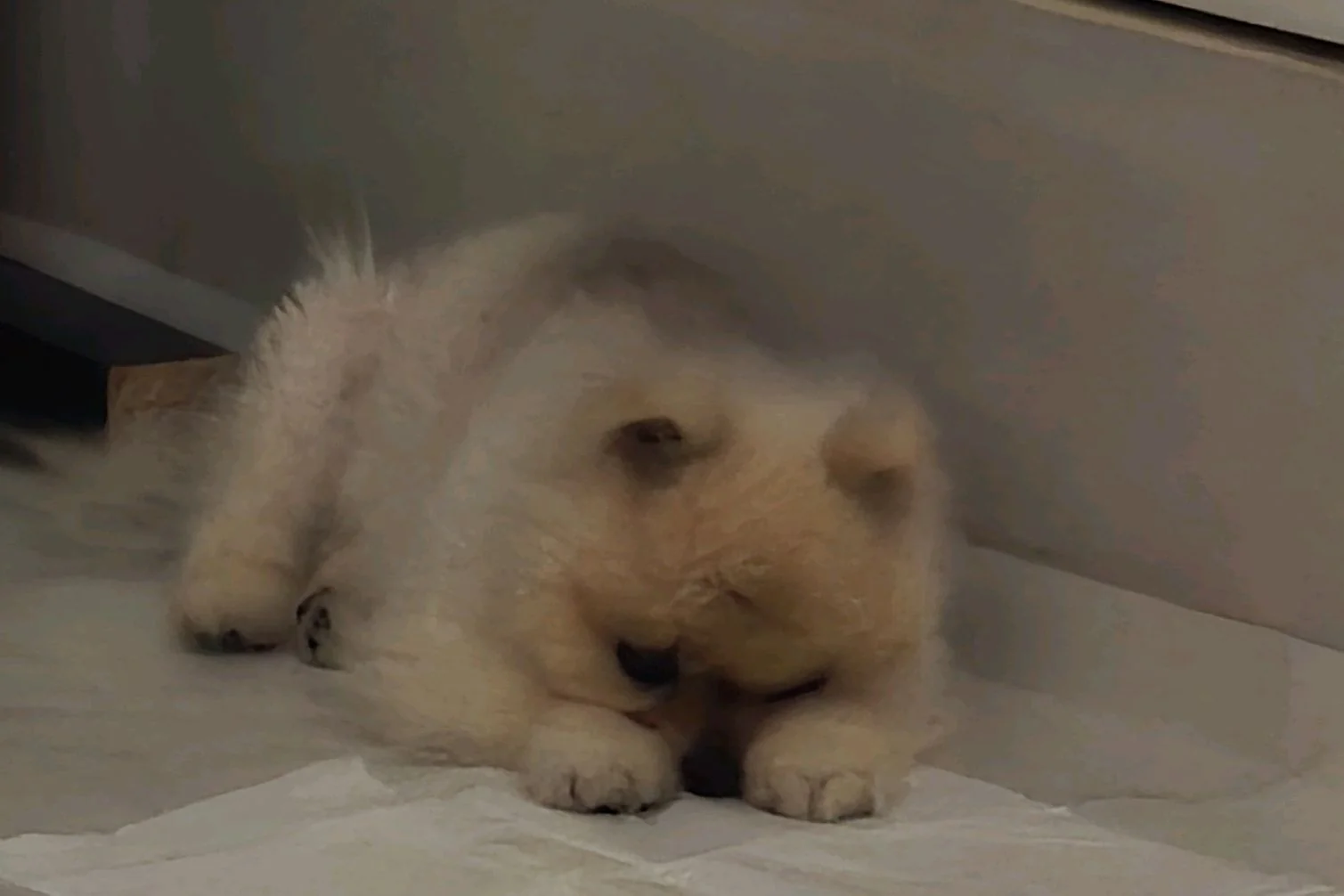 리뷰 사진 1