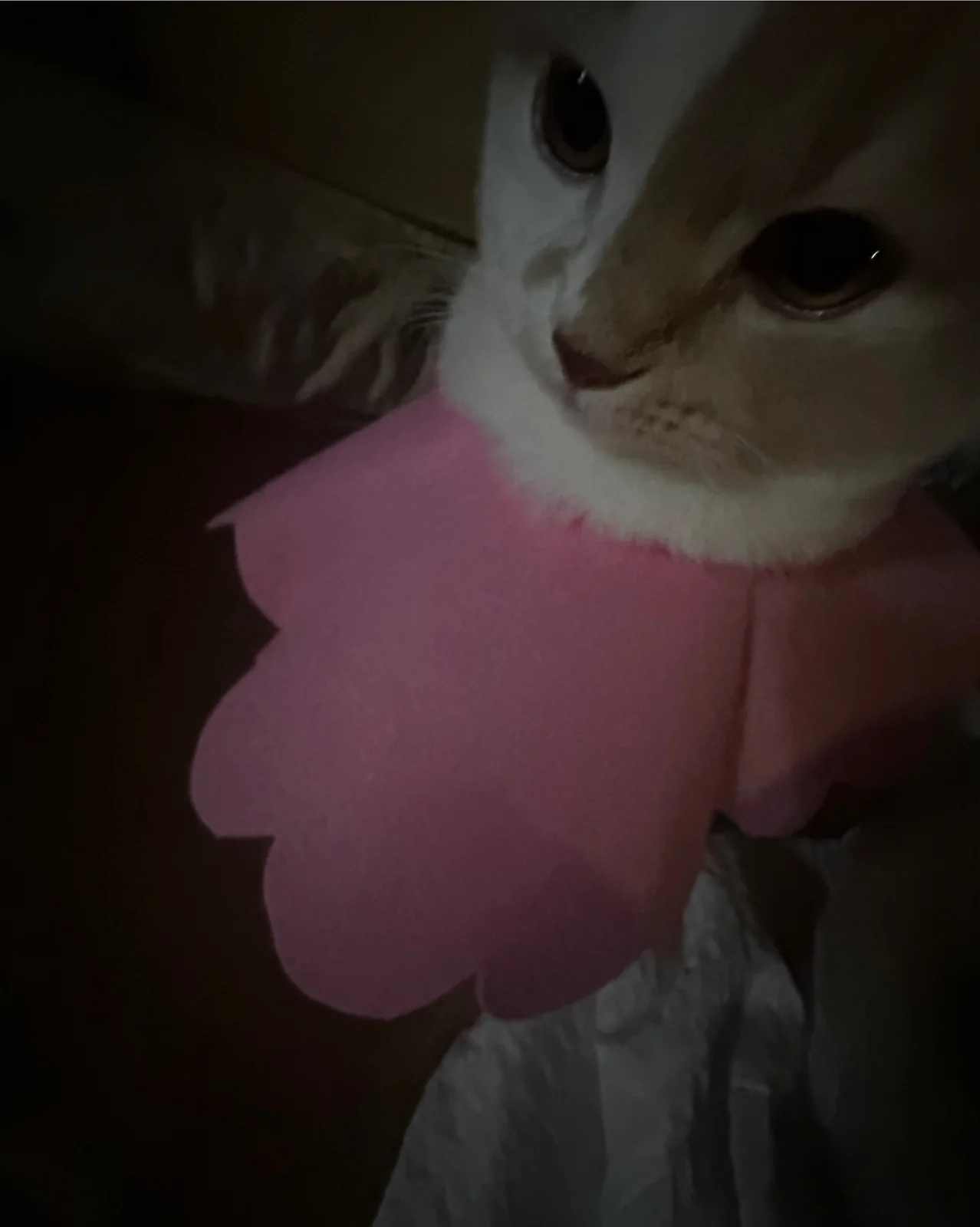 리뷰 사진 1